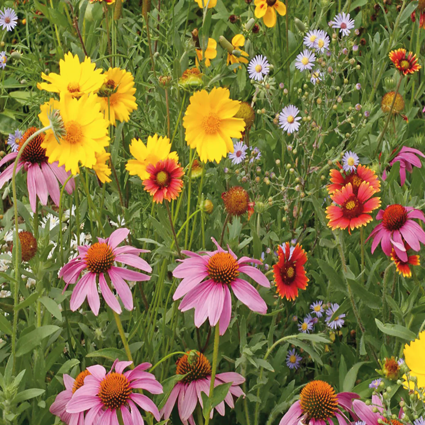 McKenzie - Mélange pollinisateur de fleurs sauvages - Image 2