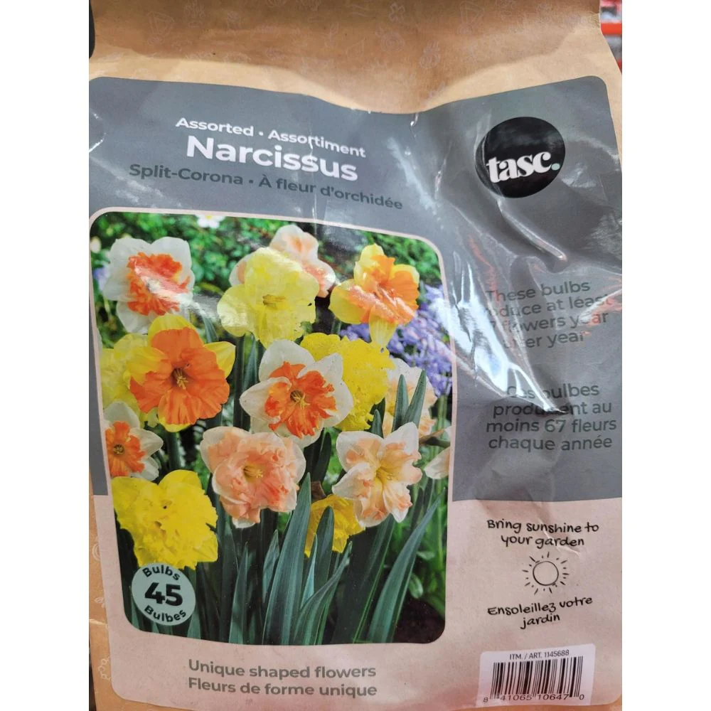 Tasc - Assortiments de bulbs de fleurs - Image 7